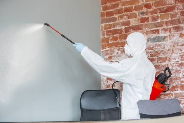 Best Mold Damage Restoration  in Lewisville, TX